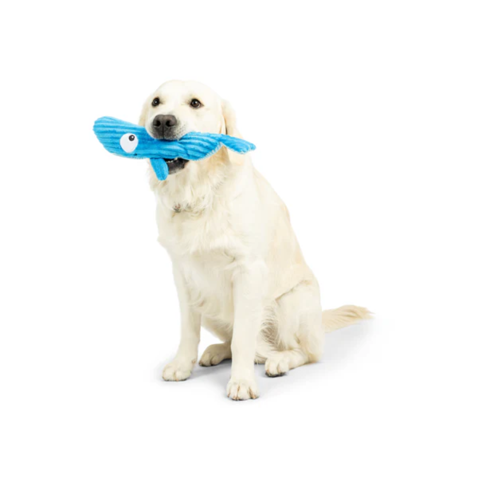 Dog holding a blue toy with a fish design on a white background