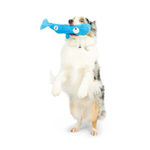 Dog holding a blue fish-shaped toy in its mouth on a white background