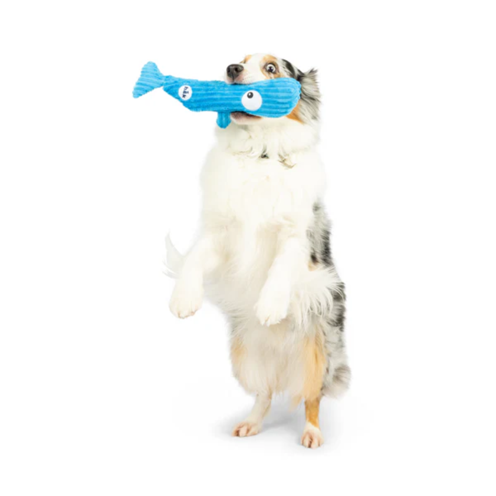 Dog holding a blue fish-shaped toy in its mouth on a white background