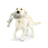 Dog playing with a plush toy on a white background