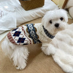 Small white dog wearing a patterned sweater on a carpeted floor.