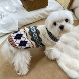 Small white dog wearing a patterned sweater on a carpeted floor.