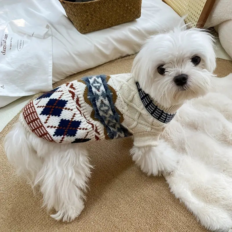 Small white dog wearing a patterned sweater on a carpeted floor.