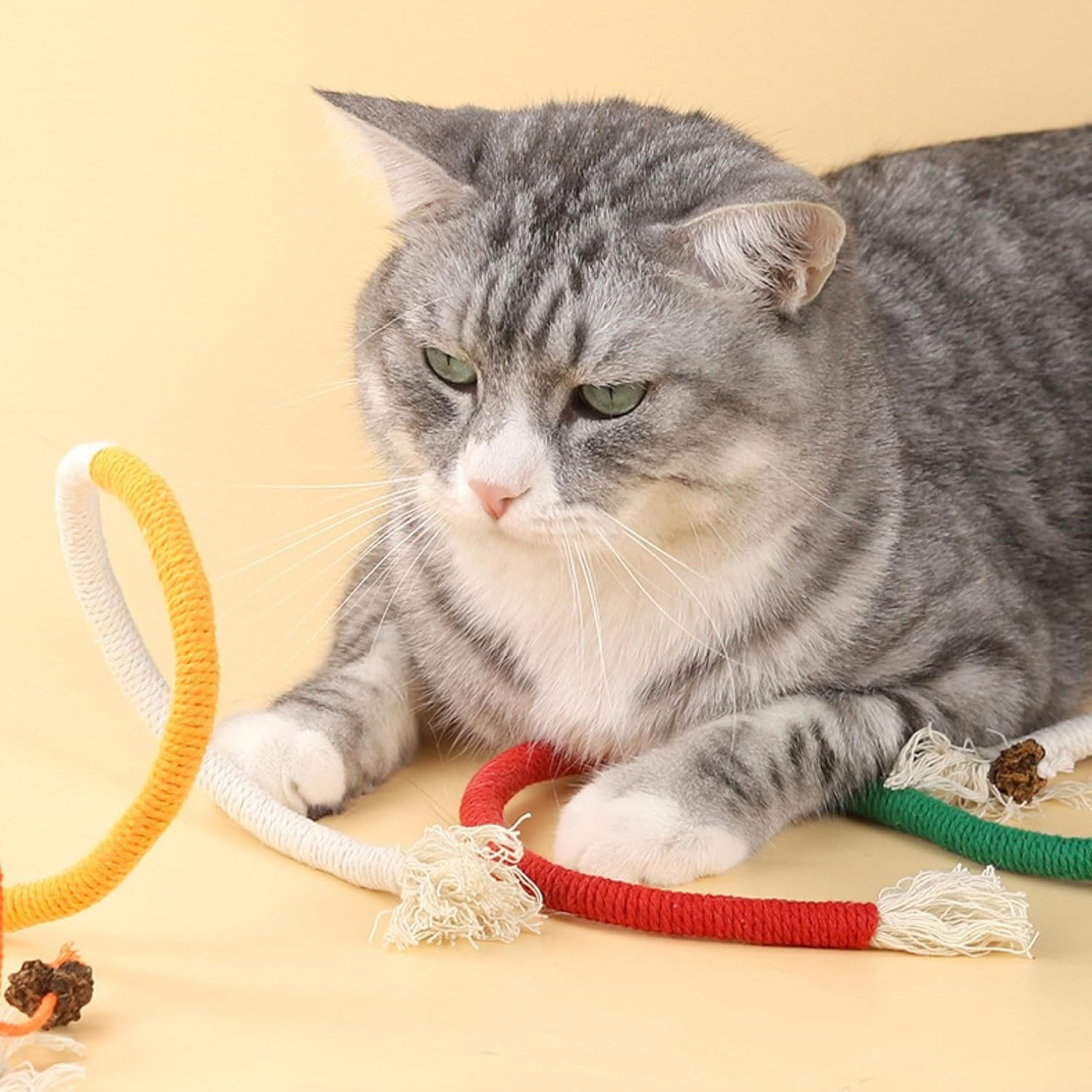 Gray cat playing with colorful cat toys on a beige background