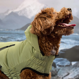 Dog wearing a green jacket with a mountainous landscape in the background