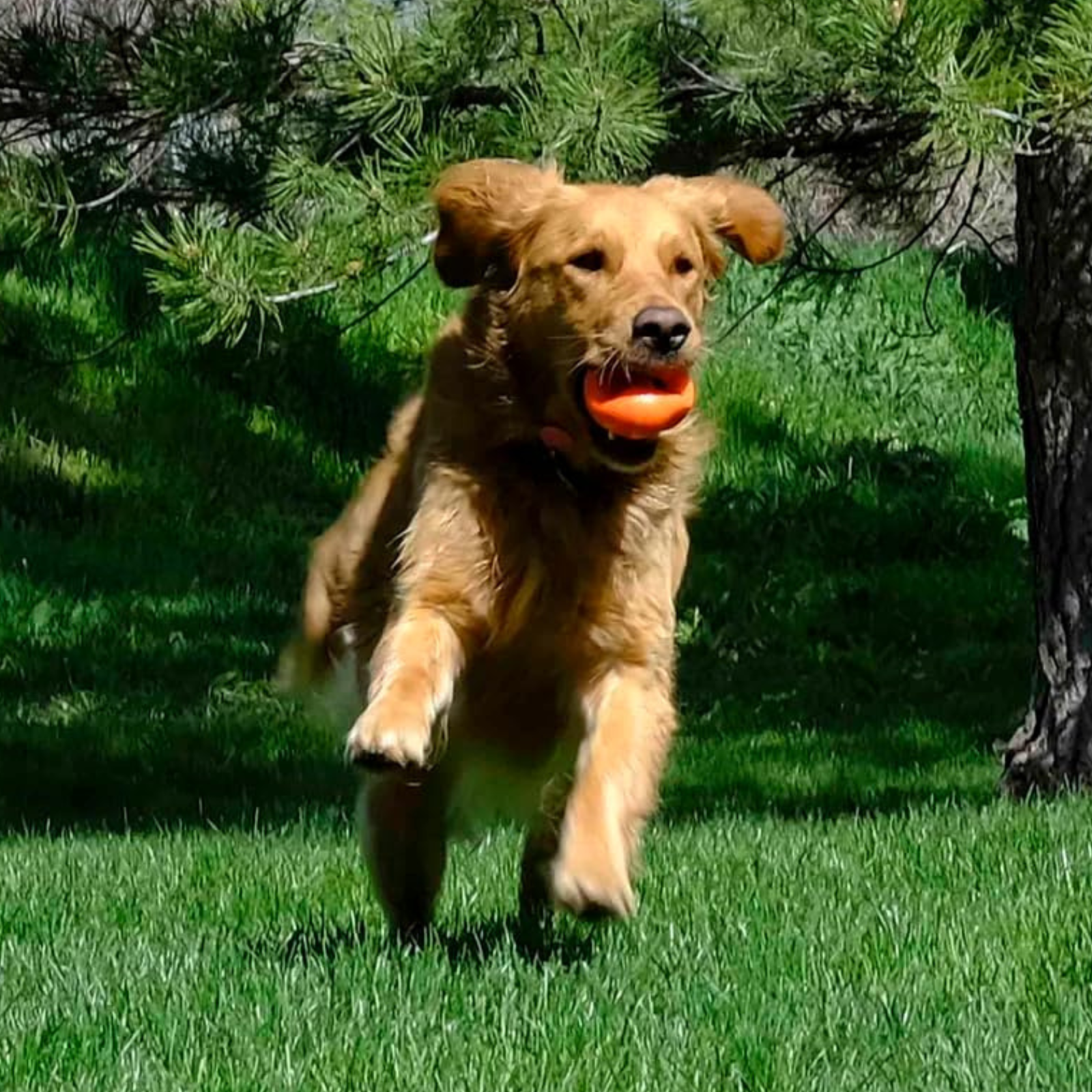 Dog running with an orange ball in a grassy area with trees