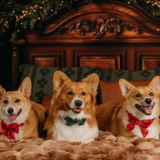 Foggy Dog Cranberry Velvet Lady Dog Bow