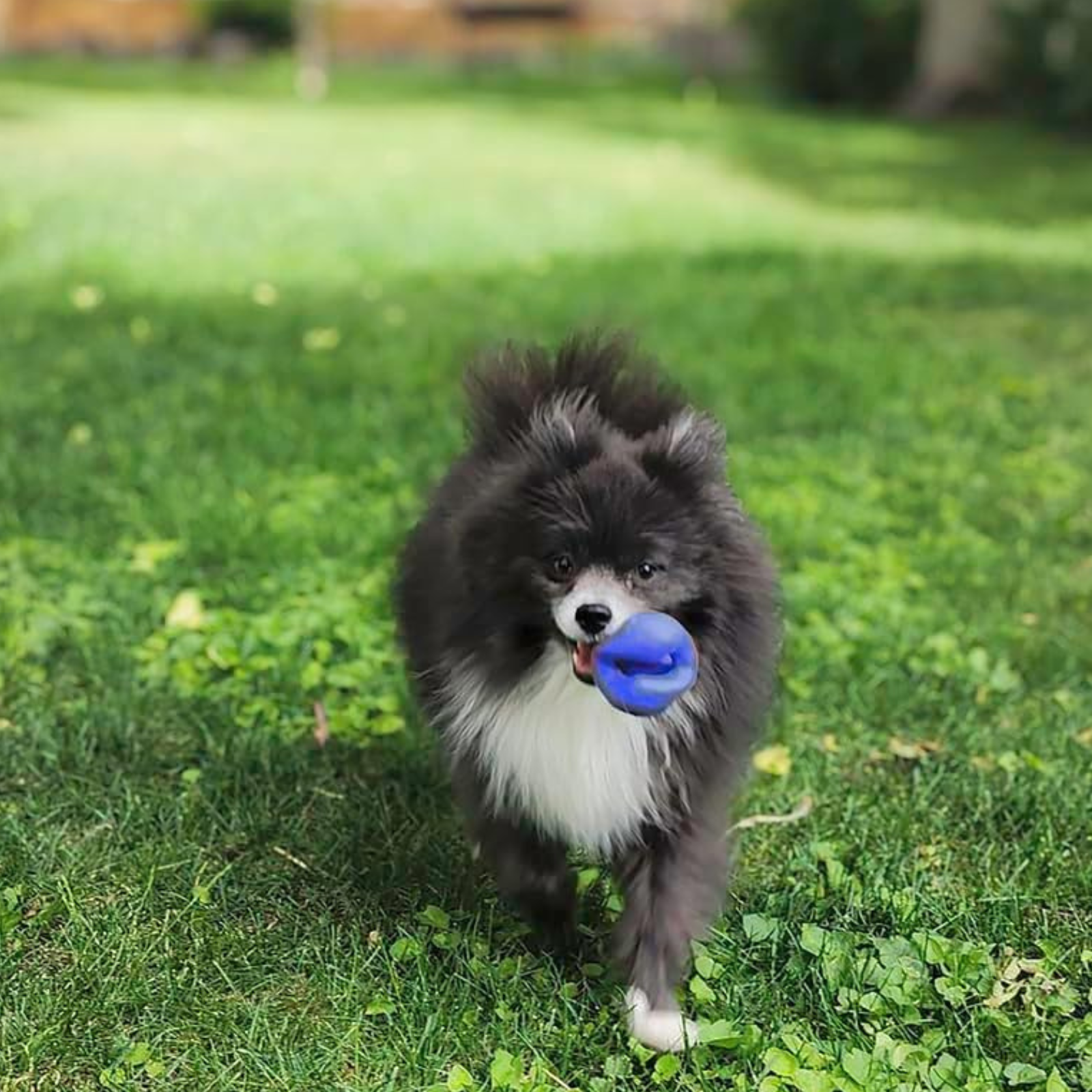 Dog running on grass with a blue ball in its mouth