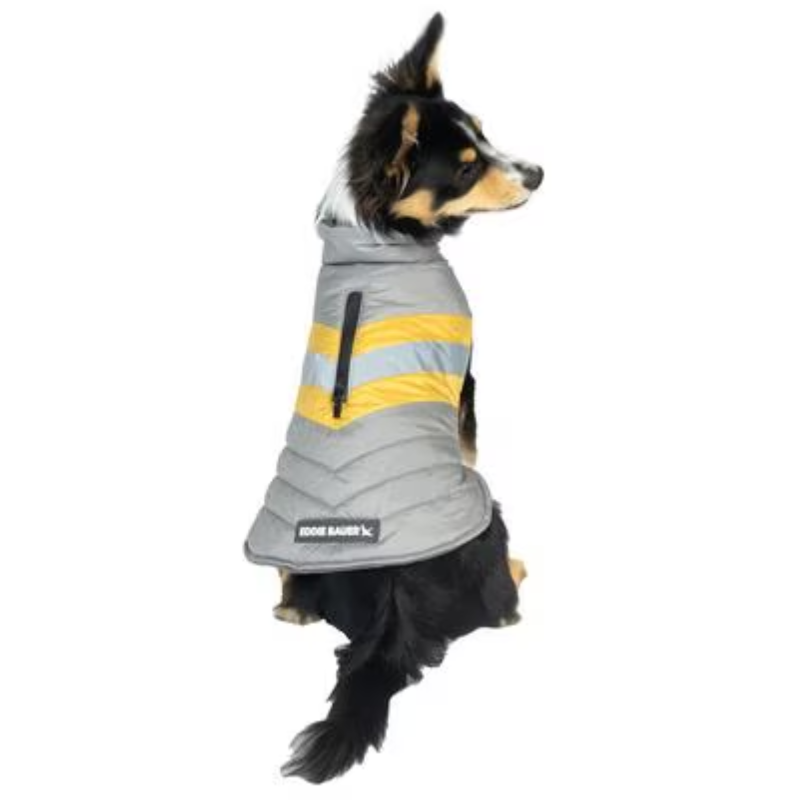 Dog Wearing a Dog Vest with Reflective Material 