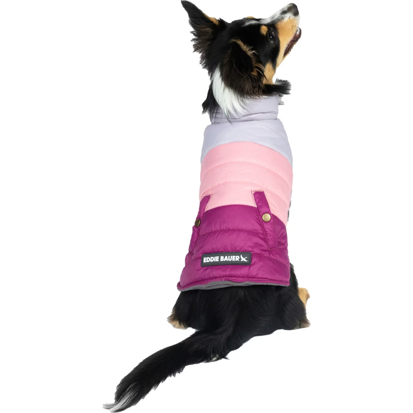Black and tan dog wearing a pink, lavender, and purple quilted Eddie Bauer jacket on a white background.
