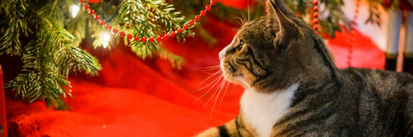 Cat and Christmas tree