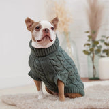 Dog wearing a green sweater sitting on a light-colored surface with a neutral background