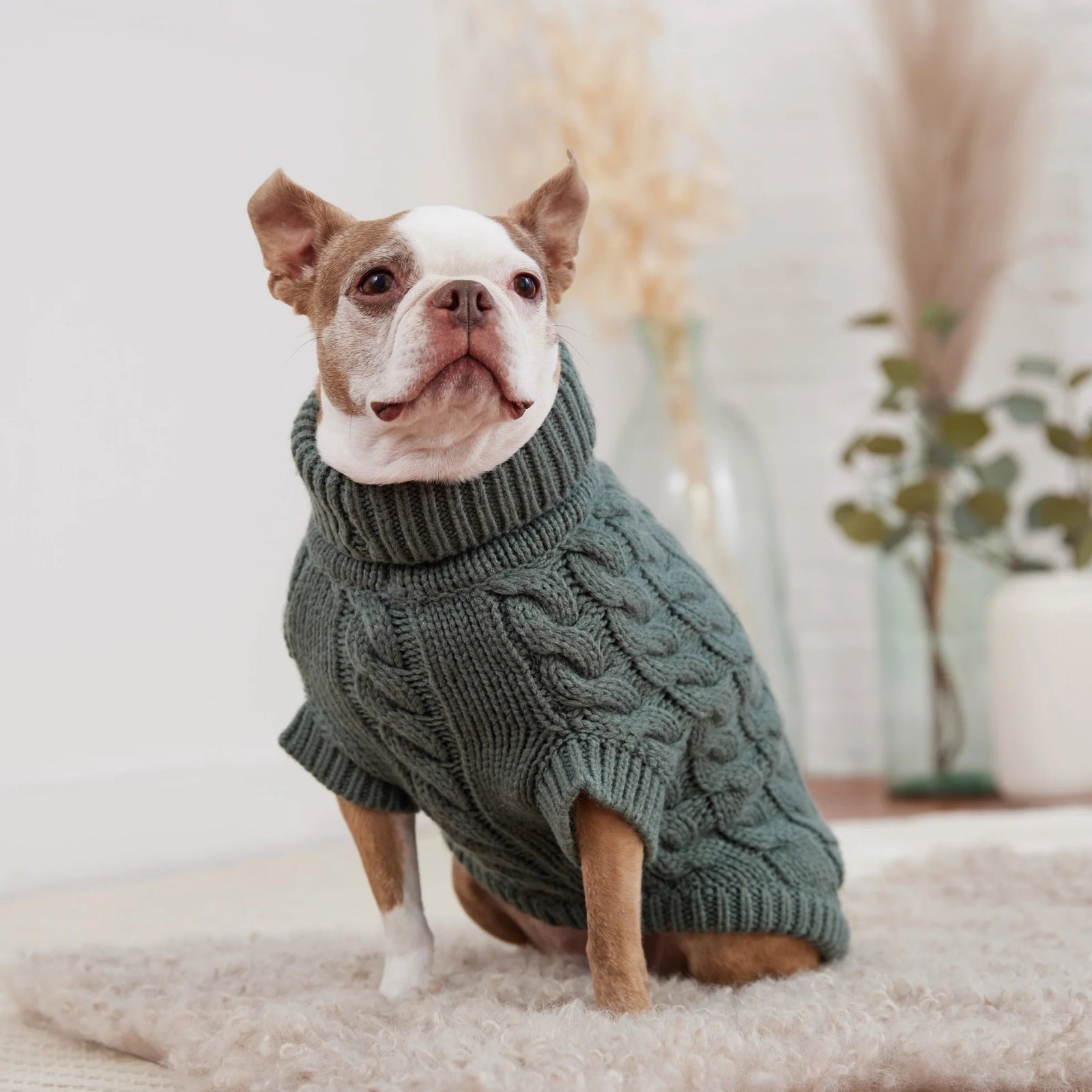 Dog wearing a green sweater sitting on a light-colored surface with a neutral background