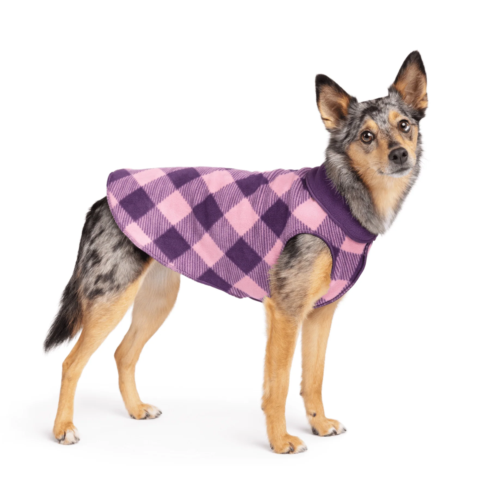 Dog wearing a purple and pink checkered coat on a white background