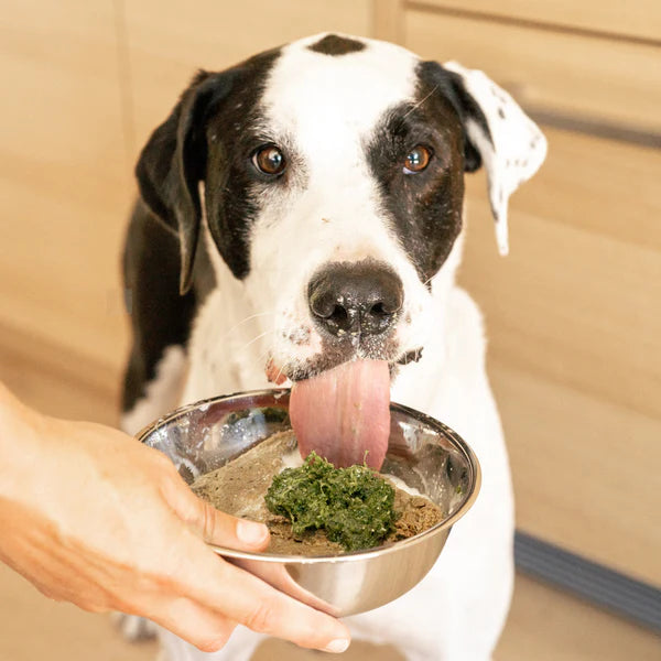 Dog eagerly eating from a bowl held by a person indoors.