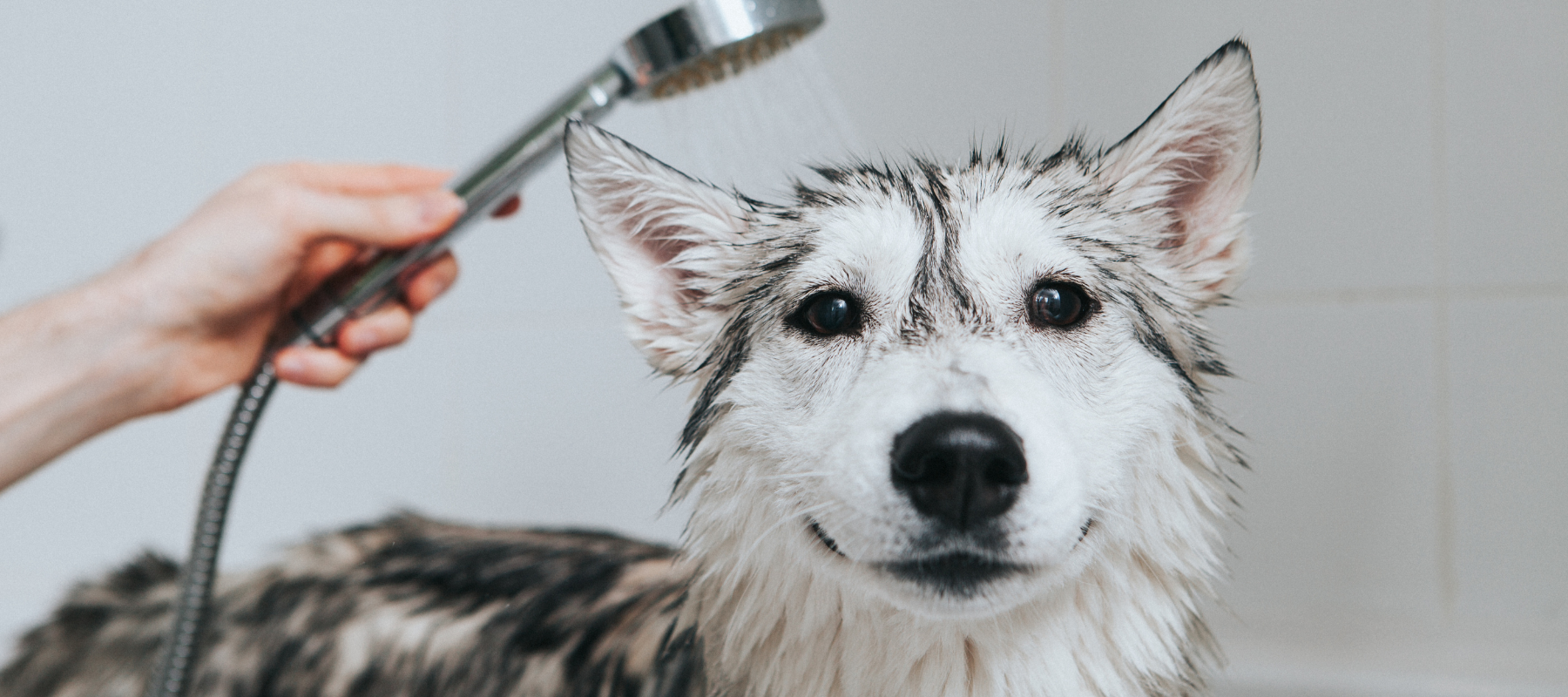 Firehouse Dog Grooming: Transform Your Pup's Look Today