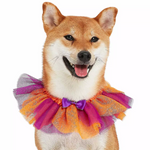 Dog wearing an orange and purple tutu on a white background