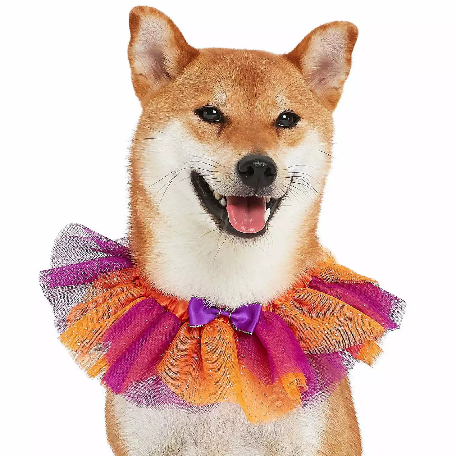 Dog wearing an orange and purple tutu on a white background