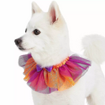 White dog wearing a colorful tutu skirt on a white background