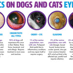 Infographic on statistics of dogs and cats eye health with various eye conditions.