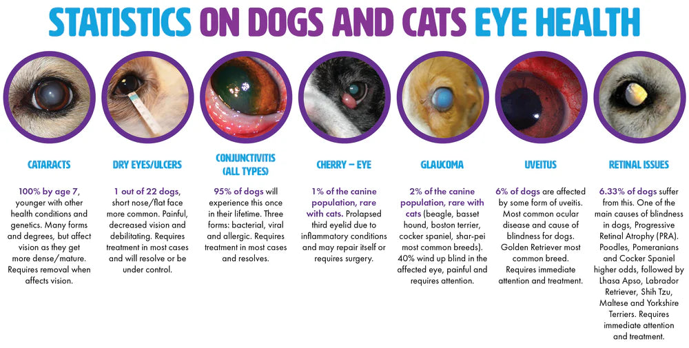Infographic on statistics of dogs and cats eye health with various eye conditions.