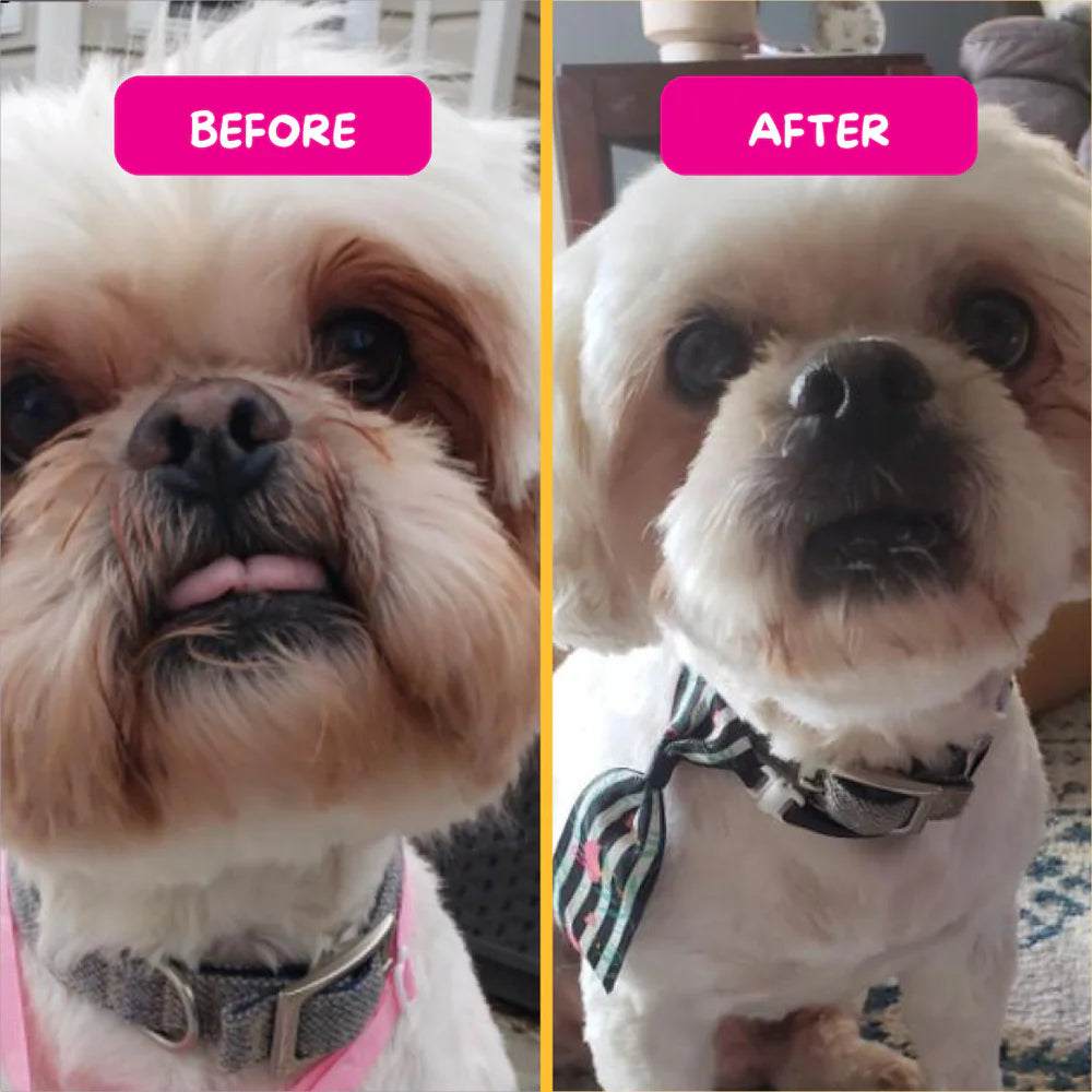 Before and after comparison of a dog with grooming changes.