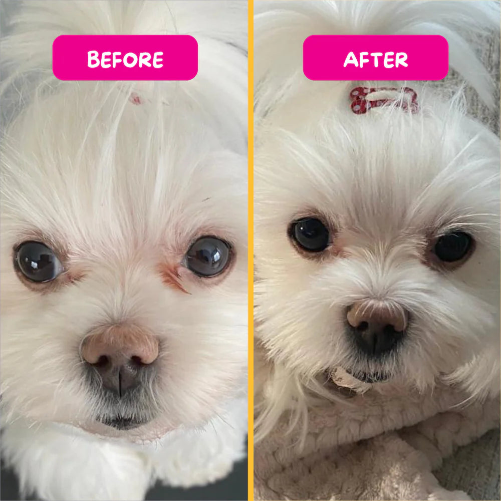 Before and after comparison of a small white dog with a pink background.