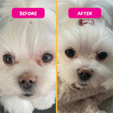 Before and after comparison of a small white dog with a pink background.