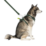 Canada Pooch Neoprene Everything Harness Forest Green