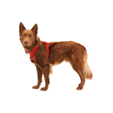 Ruffwear Front Range Harness Red Canyon