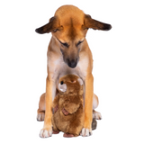 Fluff & Tuff Troy Beaver