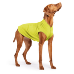 Dog wearing a green sweater on a white background