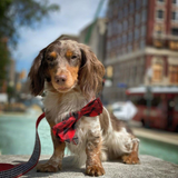 Huxley & Kent Bow Tie Buffalo Checks