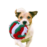 Dog holding a red and green plush toy against a white background