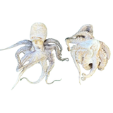 Golden Nibbles Freeze Dried Whole Baby Octopus