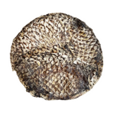A circular textured patch of dried fish skin or leather with a scale-like pattern in shades of brown, beige, and black, shown against a plain off-white background.