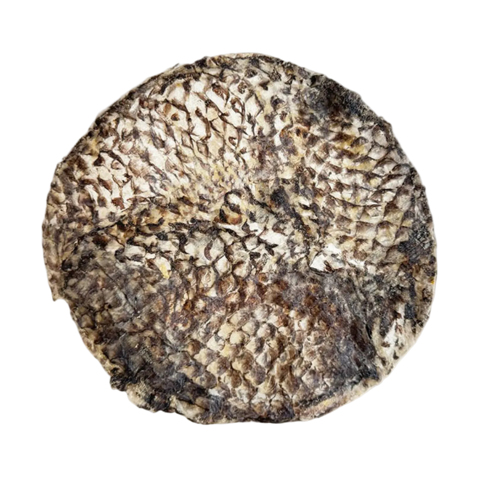 A circular textured patch of dried fish skin or leather with a scale-like pattern in shades of brown, beige, and black, shown against a plain off-white background.