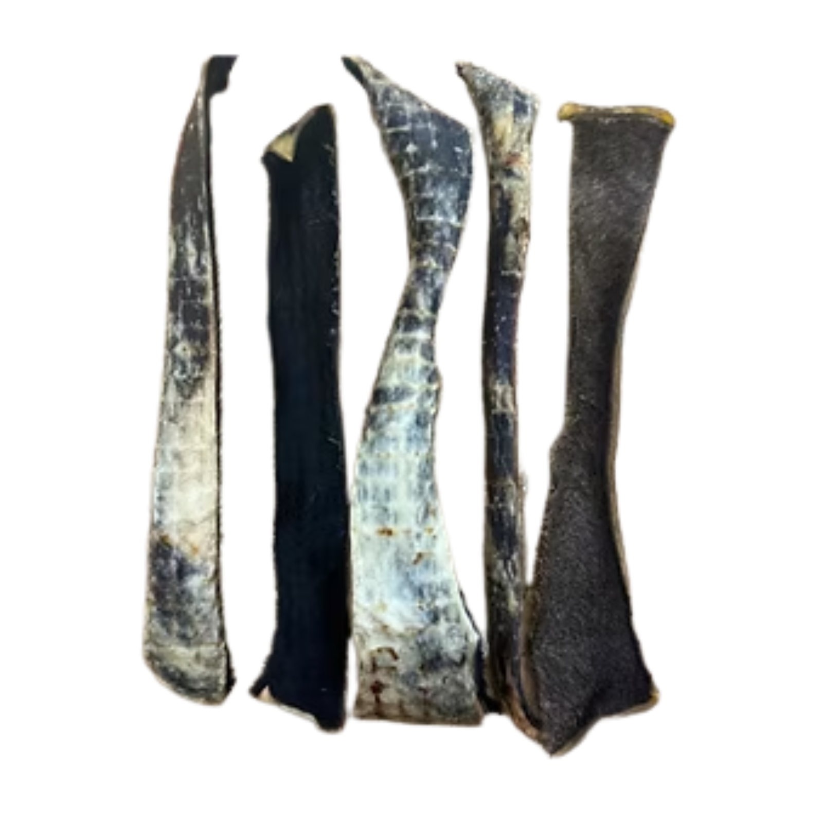 Five natural animal bones or horns with textured, weathered surfaces in black, gray, and off-white, arranged vertically on a plain white background.