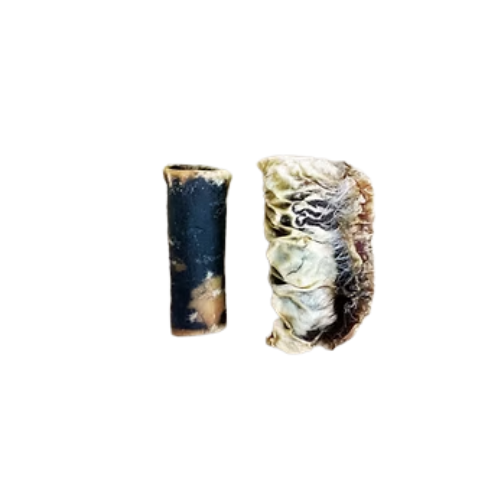 Two small natural shell or bone-like pieces shown upright on a plain white background, one dark blue-black with tan areas and the other beige with dark marbling.