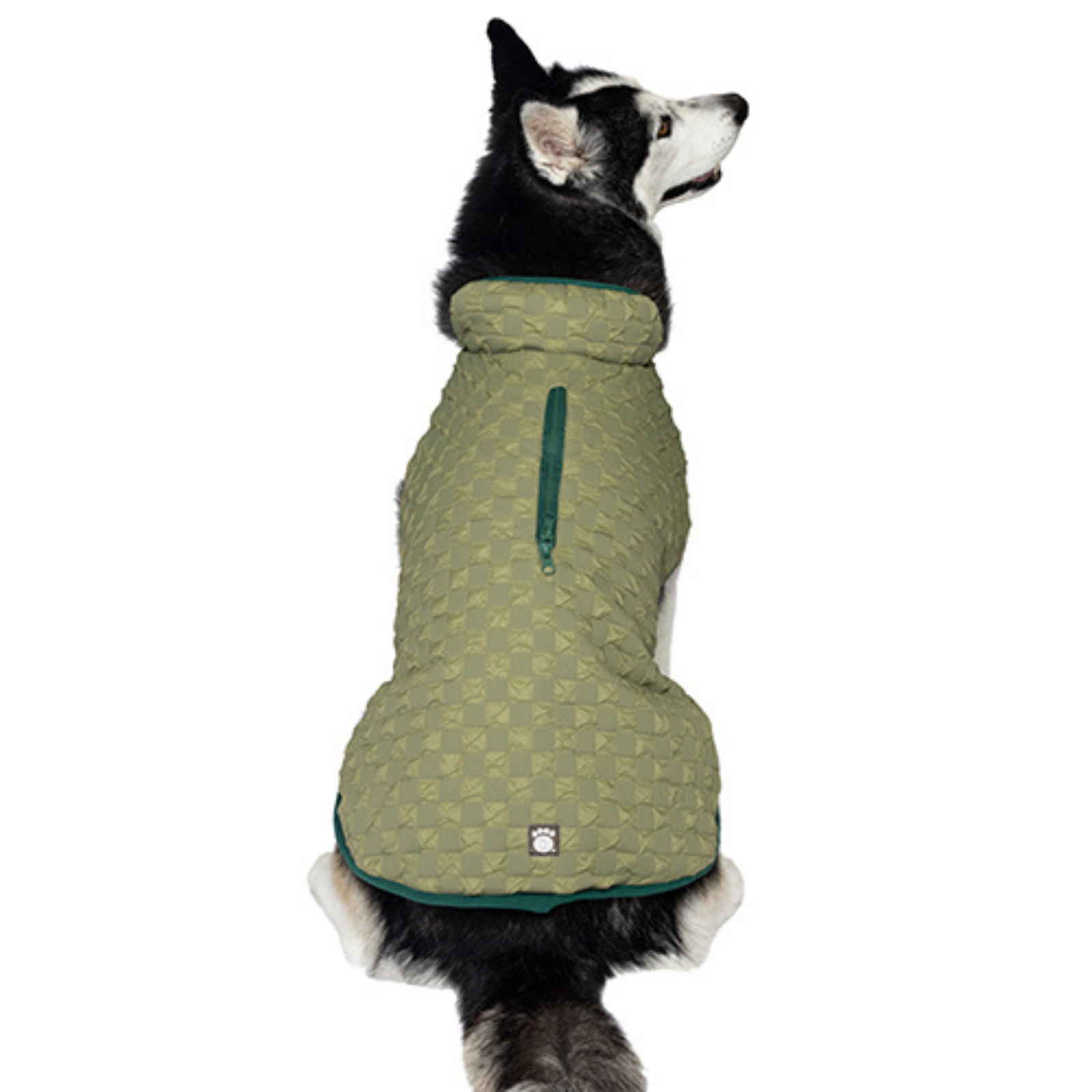 Black-and-white dog is shown wearing a green patterned coat with a high collar and a zipper down the back.