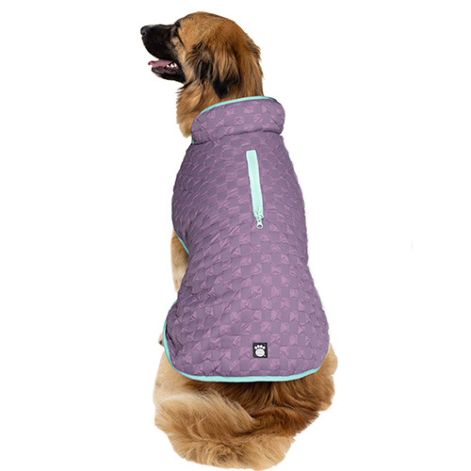 Brown dog wearing a purple quilted jacket, shown from behind against a white background.