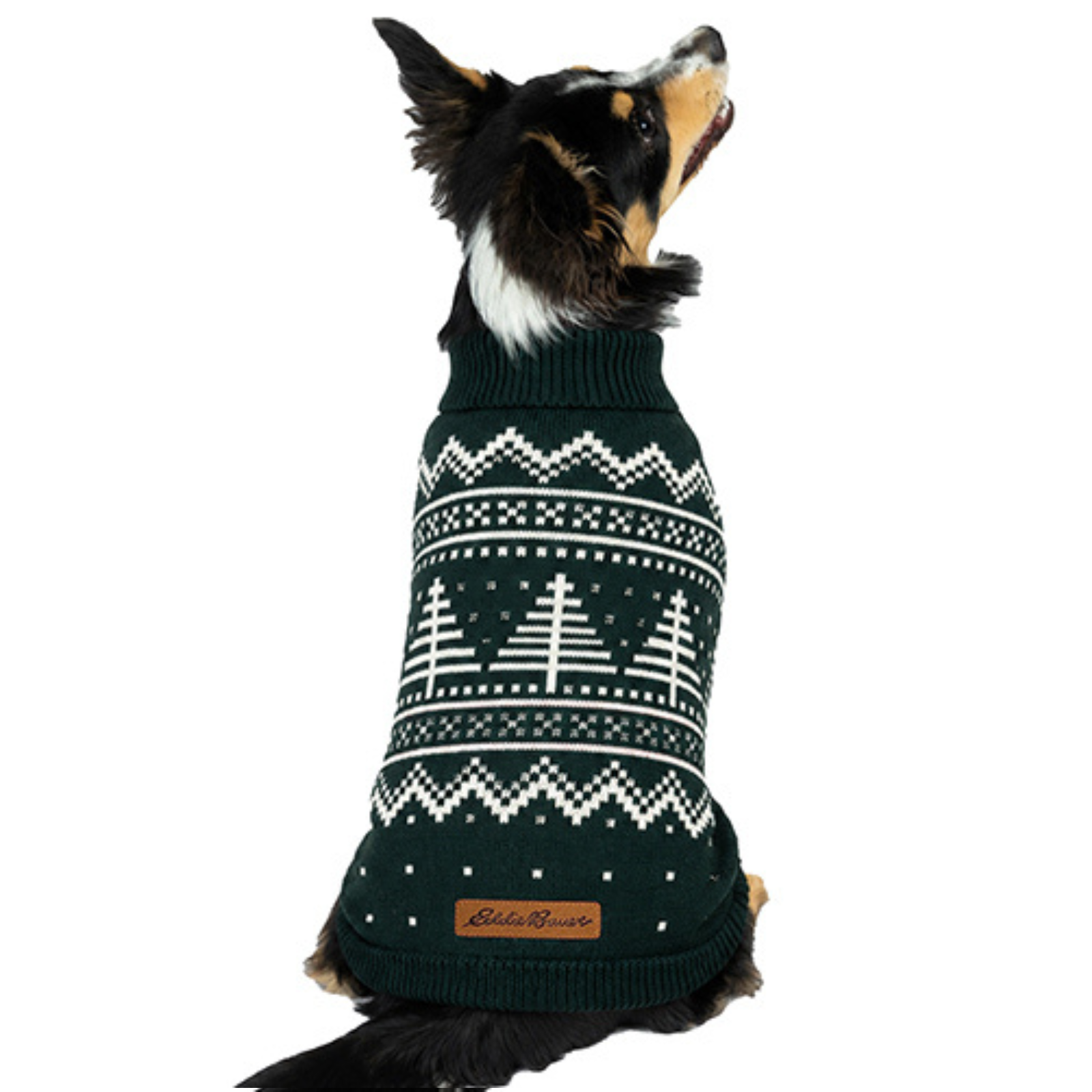 A black and tan dog wearing a dark green knit sweater with a white Fair Isle pattern of Christmas trees and geometric borders, featuring a brown leather patch with the brand name 'Eddie Bauer' on the back.