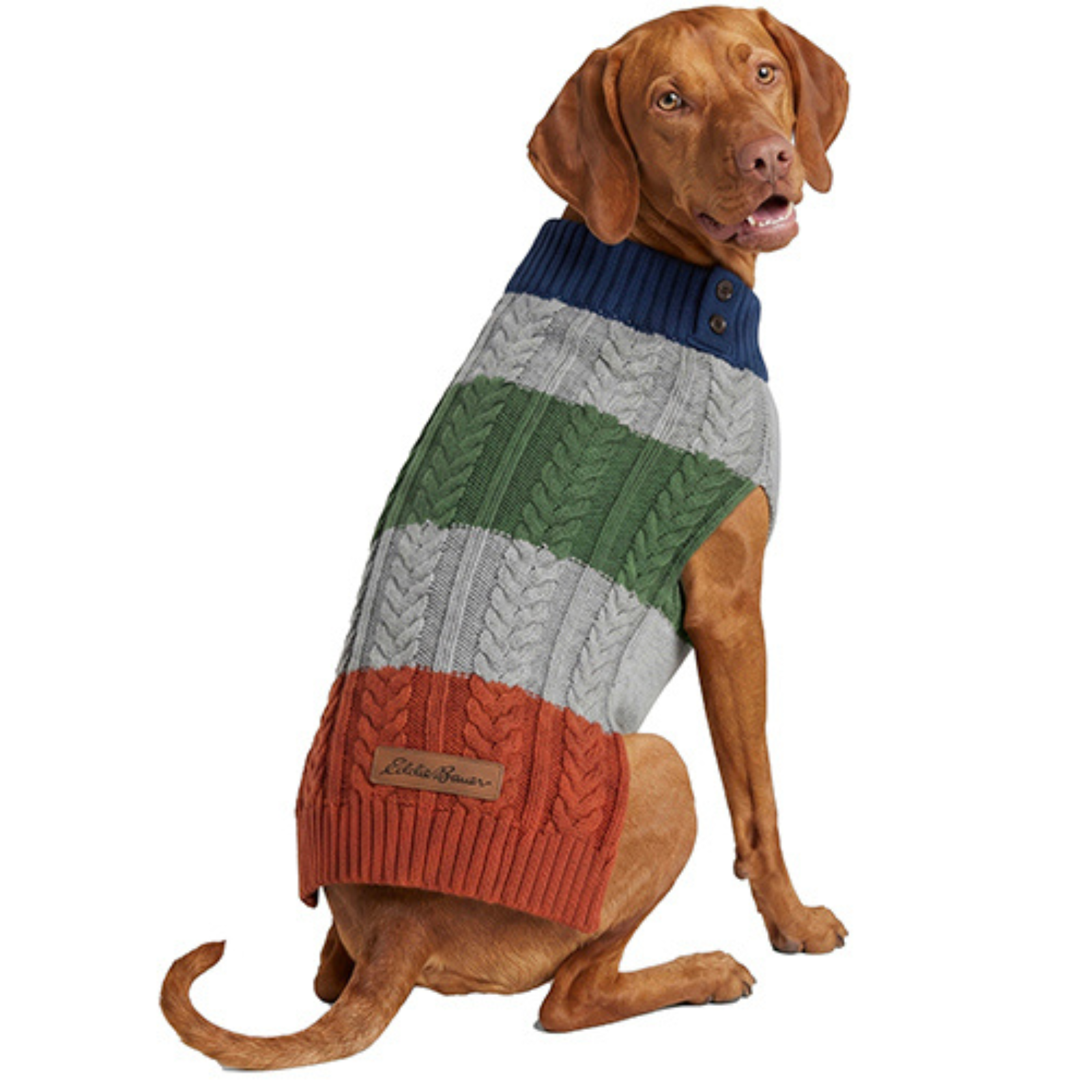 A brown dog wearing a knitted pet sweater with horizontal stripes in navy blue, light gray, green, and rust orange, photographed against a solid white background.