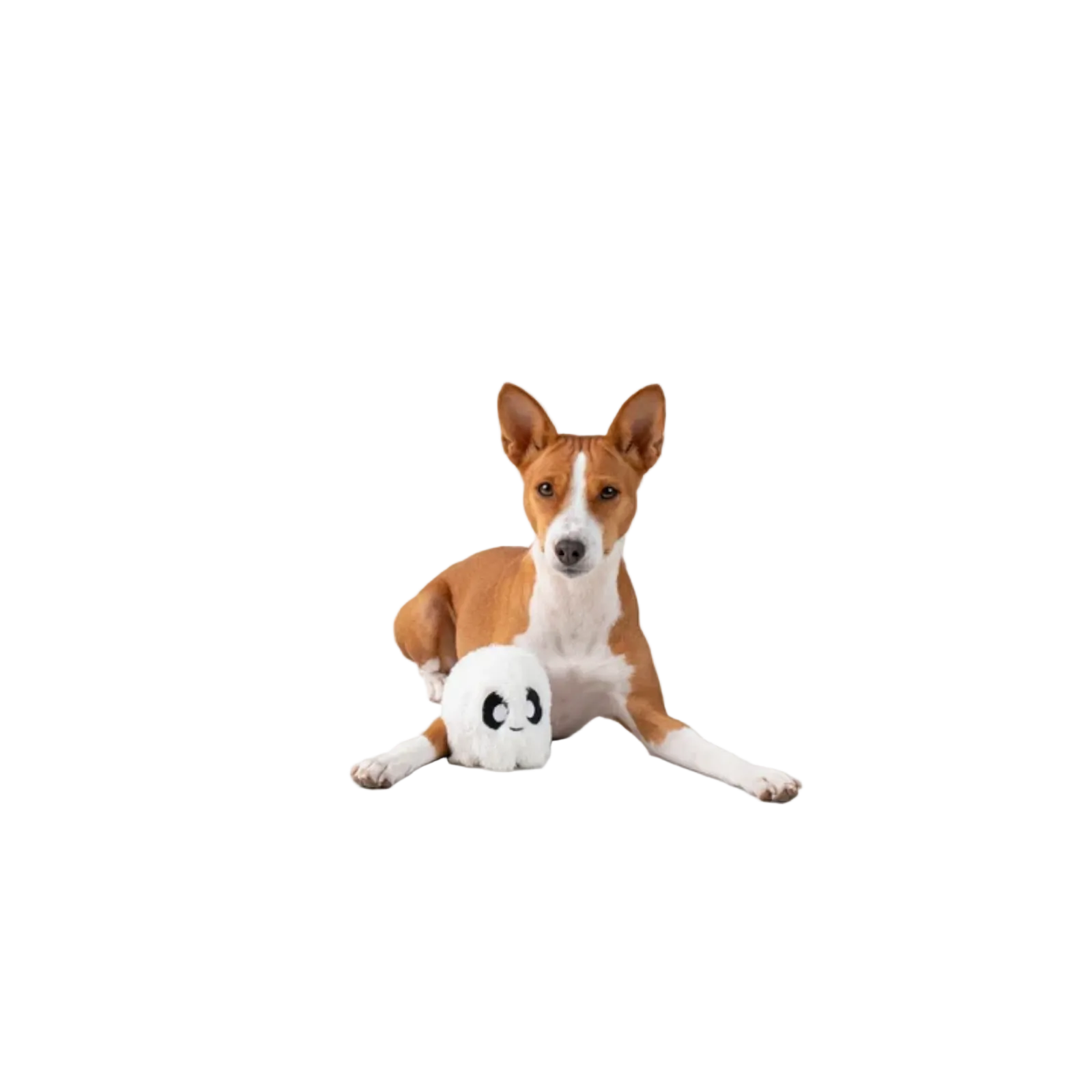 A brown and white dog lies on a white studio background, holding a small white plush toy with black facial features.