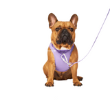 Canada Pooch Neoprene Everything Harness Lavender