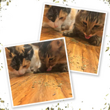 Meowijuana Kalico Kush Catnip