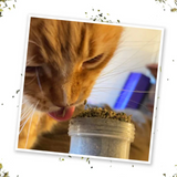 Meowijuana Kalico Kush Catnip