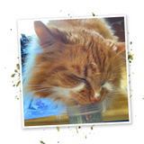 Meowijuana Kalico Kush Catnip