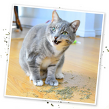 Meowijuana Purrple Passion