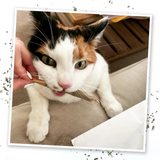 Meowijuana King Catnibas Joints